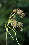 Woodland bulrush